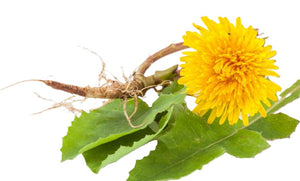 Dandelion Root