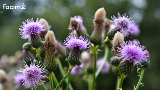 Milk thistle