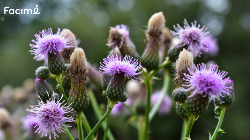 Milk thistle