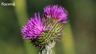 what is milk thistle good for