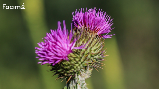 what is milk thistle good for