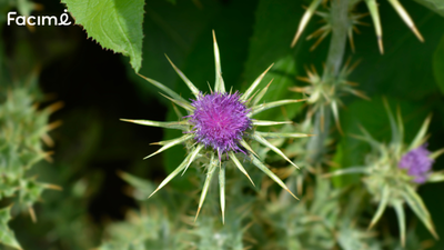 what medications should not be taken with milk thistle