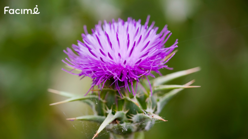 Milk thistle cancer warning